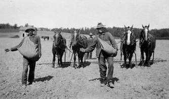 cornfalfa